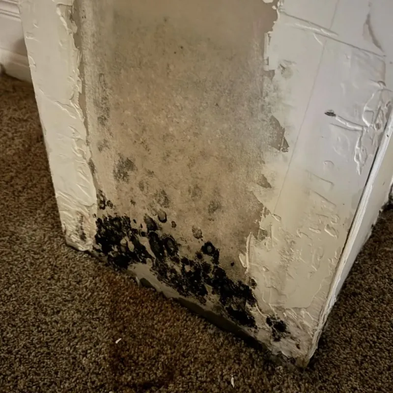 Professional Mold Removal in Guttenberg, NJ